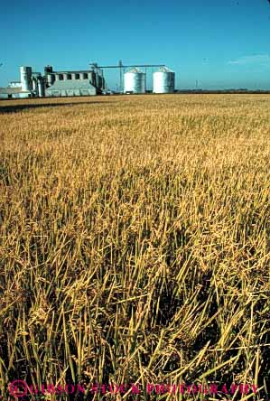 Stock Photo #6529: keywords -  agriculture california crop crops cultivate cultivated cultivating cultivation farm farming farms field flood food grain grow growing grown growth irrigation plant plants rice vert water