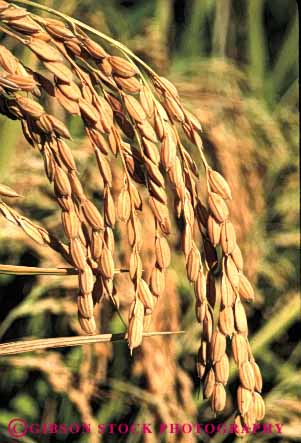 Stock Photo #6530: keywords -  agriculture california crop crops cultivate cultivated cultivating cultivation farm farming farms field flood food grain grains grow growing grown growth irrigation plant plants rice vert water