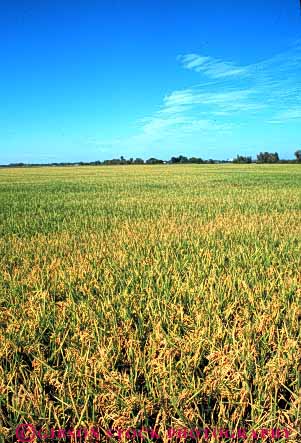 Stock Photo #6531: keywords - agriculture california crop crops cultivate cultivated cultivating cultivation farm farming farms field flood food grain grow growing grown growth irrigation plant plants rice vert water