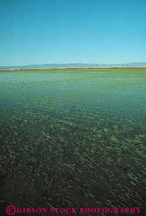 Stock Photo #6532: keywords - agriculture california crop crops cultivate cultivated cultivating cultivation farm farming farms field flood flooded food grain grow growing grown growth irrigate irrigated irrigation plant plants rice vert water