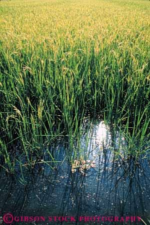 Stock Photo #6533: keywords -  agriculture california crop crops cultivate cultivated cultivating cultivation farm farming farms field flood food grain grow growing grown growth irrigated irrigating irrigation plant plants rice vert water