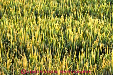 Stock Photo #6534: keywords - agriculture california crop crops cultivate cultivated cultivating cultivation farm farming farms field flood food grain grow growing grown growth horz irrigation plant plants rice water