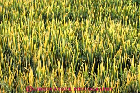 Stock Photo #6534: keywords -  agriculture california crop crops cultivate cultivated cultivating cultivation farm farming farms field flood food grain grow growing grown growth horz irrigation plant plants rice water