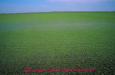Stock Photo #6537: keywords - agriculture california crop crops cultivate cultivated cultivating cultivation farm farming farms field flood flooded food grain grow growing grown growth horz irrigated irrigating irrigation plant plants rice water