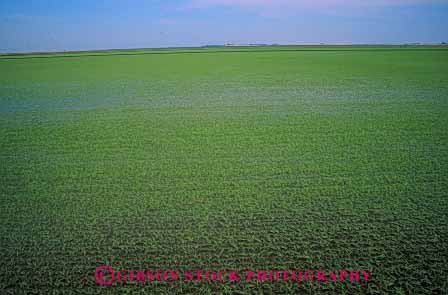 Stock Photo #6537: keywords -  agriculture california crop crops cultivate cultivated cultivating cultivation farm farming farms field flood flooded food grain grow growing grown growth horz irrigated irrigating irrigation plant plants rice water