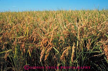 Stock Photo #6540: keywords -  agriculture california crop crops cultivate cultivated cultivating cultivation farm farming farms field flood food grain grow growing grown growth horz irrigation mature plant plants rice water