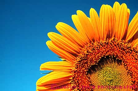 Stock Photo #6542: keywords - agriculture blossom blossoming blossoms bright color colorful compositae composite crop crops cultivate cultivated cultivating cultivation farm farming farms flower flowering grow growing grown growth horz petal petals plant plants sky sun sunflower sunflowers yellow
