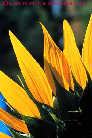 Stock Photo #6543: keywords -  agriculture back backlight blossom blossoming blossoms bright close closeup color colorful compositae composite crop crops cultivate cultivated cultivating cultivation detail farm farming farms flower flowering grow growing grown growth light lighting macro pattern petal petals plant plants sky sun sunflower sunflowers translucence translucent transparent up vert yellow