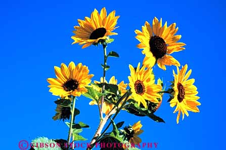Stock Photo #6545: keywords -  agriculture blossom blossoming blossoms branch bright bunch cluster color colorful compositae composite crop crops cultivate cultivated cultivating cultivation farm farming farms flower flowering grow growing grown growth horz many petal petals plant plants sky sun sunflower sunflowers yellow