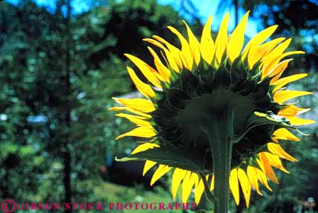 Stock Photo #6546: keywords -  agriculture back backlight blossom blossoming blossoms bright circle circular color colorful compositae composite crop crops cultivate cultivated cultivating cultivation farm farming farms flower flowering grow growing grown growth horz light lighting petal petals plant plants radial round sky sun sunflower sunflowers symmetrical symmetry translucence translucent transparent yellow