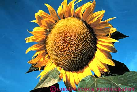 Stock Photo #6547: keywords - agriculture blossom blossoming blossoms bright circle circular color colorful compositae composite crop crops cultivate cultivated cultivating cultivation farm farming farms flower flowering grow growing grown growth horz petal petals plant plants radial round sky sun sunflower sunflowers symmetrical symmetry yellow