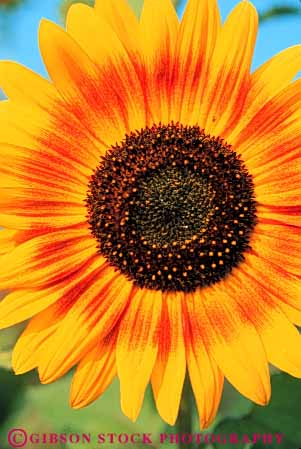 Stock Photo #6548: keywords -  agriculture blossom blossoming blossoms bright circle circular color colorful compositae composite crop crops cultivate cultivated cultivating cultivation farm farming farms flower flowering grow growing grown growth petal petals plant plants radial round sky sun sunflower sunflowers symmetrical symmetry vert yellow