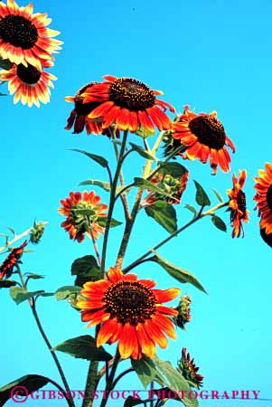 Stock Photo #6549: keywords - agriculture blossom blossoming blossoms branch bright cluster color colorful compositae composite crop crops cultivate cultivated cultivating cultivation farm farming farms flower flowering gene genetic genetics grow growing grown growth petal petals plant plants red sky sun sunflowers variable variation vert yellow