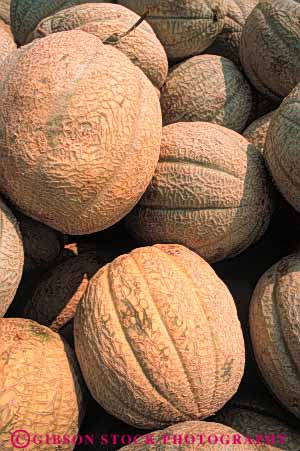Stock Photo #6550: keywords - agriculture circle circular crop crops cultivate cultivated cultivation farm farming farms fruit honeydew lots many mature melon melons pile produce round sphere spheres spherical vert