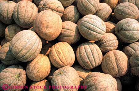 Stock Photo #6551: keywords - agriculture circle circular crop crops cultivate cultivated cultivation farm farming farms fruit honeydew horz lots many mature melon melons pile produce round sphere spheres spherical