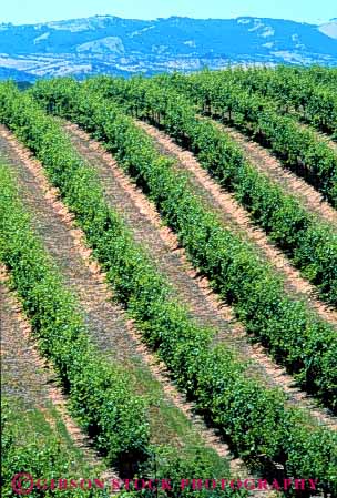 Stock Photo #3309: keywords -  agriculture california crop farm field grape grow hill paso pattern robles row vert vine vineyard wine