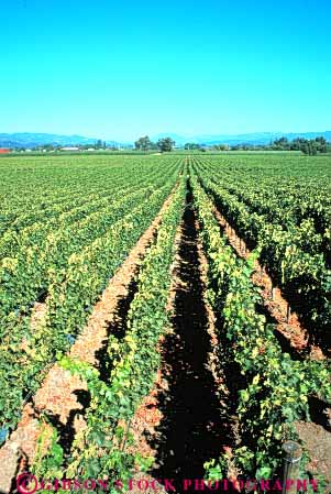 Stock Photo #6552: keywords -  agriculture california crop crops cultivate cultivated cultivating cultivation farm farming farms grape grapes napa plant plants produce row rows vert vine vineyard vineyards