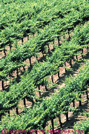 Stock Photo #6553: keywords - agriculture california crop crops cultivate cultivated cultivating cultivation farm farming farms grape grapes green lush plant plants produce vert vine vineyard vineyards