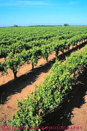 Stock Photo #6554: keywords -  agriculture california crop crops cultivate cultivated cultivating cultivation farm farming farms grape grapes plant plants produce row rows vert vine vineyard vineyards