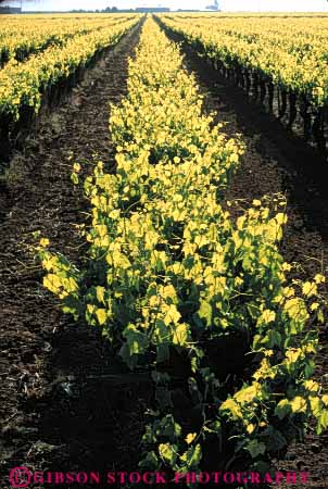 Stock Photo #6555: keywords -  agriculture back backlight backlighting california crop crops cultivate cultivated cultivating cultivation farm farming farms grape grapes light plant plants produce translucence translucent transparent vert vine vineyard vineyards