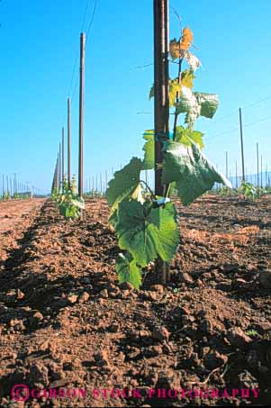 Stock Photo #6556: keywords -  agriculture california crop crops cultivate cultivated cultivating cultivation farm farming farms field grape grapes immature plant plants produce vert vine vineyard vineyards young