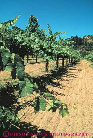 Stock Photo #6557: keywords -  agriculture california crop crops cultivate cultivated cultivating cultivation farm farming farms grape grapes plant plants produce vert vine vineyard vineyards