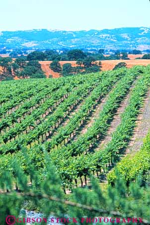 Stock Photo #6558: keywords -  agriculture california crop crops cultivate cultivated cultivating cultivation farm farming farms grape grapes hill hills parallel pattern plant plants produce row rows vert vine vineyard vineyards