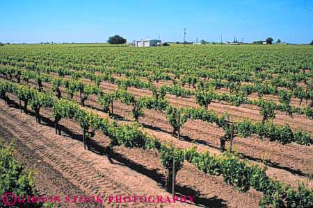 Stock Photo #6559: keywords -  agriculture california crop crops cultivate cultivated cultivating cultivation farm farming farms grape grapes horz plant plants produce row rows vine vineyard vineyards