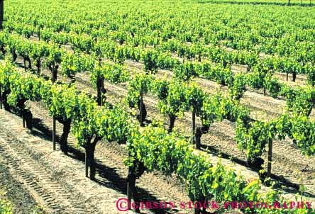 Stock Photo #6560: keywords - agriculture california crop crops cultivate cultivated cultivating cultivation farm farming farms grape grapes horz plant plants produce row rows vine vineyard vineyards
