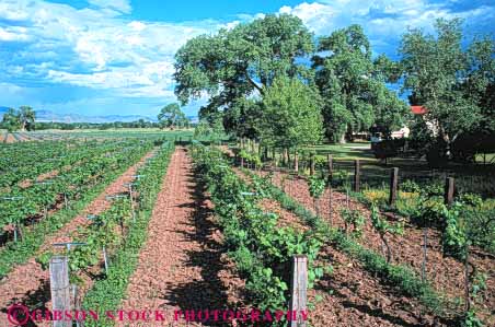 Stock Photo #6561: keywords - agriculture albuquerque crop crops cultivate cultivated cultivating cultivation farm farming farms grape grapes horz mexico new plant plants produce row rows vine vineyard vineyards