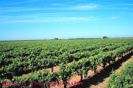 Stock Photo #6562: keywords -  agriculture california crop crops cultivate cultivated cultivating cultivation farm farming farms grape grapes horz plant plants produce row rows vine vineyard vineyards