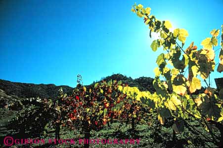 Stock Photo #6563: keywords -  agriculture burst california crop crops cultivate cultivated cultivating cultivation farm farming farms grape grapes horz napa plant plants produce silhouette sky sun vine vineyard vineyards