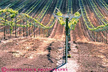 Stock Photo #6564: keywords -  agriculture california crop crops cultivate cultivated cultivating cultivation farm farming farms grape grapes horz immature plant plants produce vine vineyard vineyards young