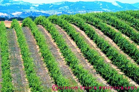 Stock Photo #6565: keywords -  agriculture california crop crops cultivate cultivated cultivating cultivation farm farming farms grape grapes hill hills horz parallel pattern plant plants produce row rows vine vineyard vineyards