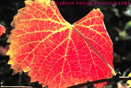 Stock Photo #6567: keywords - agriculture autumn bright california color crop crops cultivate cultivated cultivating cultivation fall farm farming farms foliage grape grapes horz leaf plant plants produce red translucent translucents transparent vine vineyard vineyards