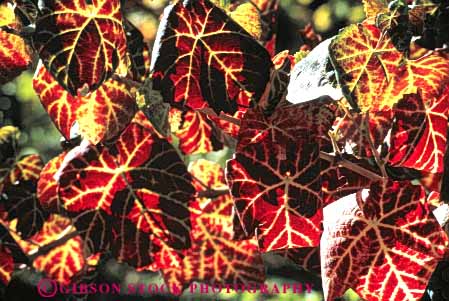 Stock Photo #6568: keywords - agriculture autumn bright california color crop crops cultivate cultivated cultivating cultivation fall farm farming farms foliage grape grapes horz leaf leaves plant plants produce red translucent translucents transparent vine vineyard vineyards