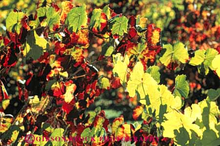 Stock Photo #6569: keywords -  agriculture autumn bright california color crop crops cultivate cultivated cultivating cultivation fall farm farming farms foliage grape grapes horz leaf leaves plant plants produce red translucent translucents transparent vine vineyard vineyards