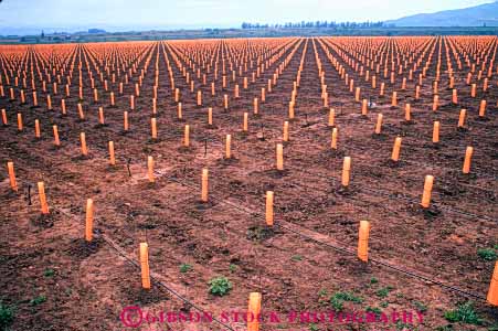 Stock Photo #6571: keywords -  agriculture california crop crops cultivate cultivated cultivating cultivation cylinder cylindrical farm farming farms field grape grapes grow growing growth horz immature in newly pattern plant planted plants plastic produce protected protection row rows sleeves synthetic tube vine vineyard vineyards young