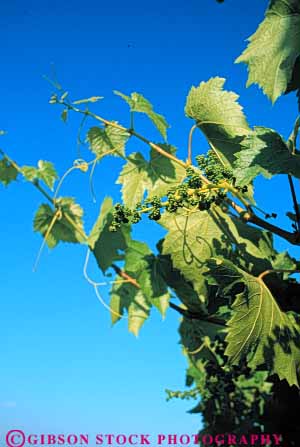 Stock Photo #6572: keywords -  agriculture california crop crops cultivate cultivated cultivating cultivation developing farm farming farms grape grapes green grow growing growth immature plant plants produce vert vine vineyard vineyards young