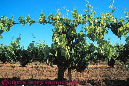 Stock Photo #6573: keywords -  agriculture california crop crops cultivate cultivated cultivating cultivation develop developing farm farming farms grape grapes green grow growing growth horz immature plant plants produce vine vineyard vineyards young