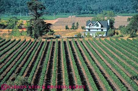 Stock Photo #6574: keywords -  agriculture and california crop crops cultivate cultivated cultivating cultivation elevated farm farming farms grape grapes hill hills home horz napa parallel pattern plant plants produce row rows rural view vine vineyard vineyards