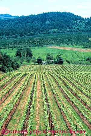Stock Photo #6575: keywords - agriculture crop crops cultivate cultivated cultivating cultivation elevated farm farming farms grape grapes hill hills oregon parallel pattern plant plants produce row rows vert view vine vineyard vineyards
