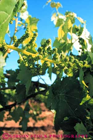 Stock Photo #6576: keywords - agriculture california crop crops cultivate cultivated cultivating cultivation developing farm farming farms grape grapes green grow growing growth immature plant plants produce vert vine vineyard vineyards young