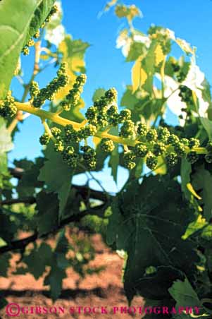 Stock Photo #6576: keywords -  agriculture california crop crops cultivate cultivated cultivating cultivation developing farm farming farms grape grapes green grow growing growth immature plant plants produce vert vine vineyard vineyards young