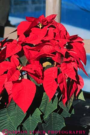 Stock Photo #6577: keywords -  celebrate celebrated celebrating celebration christmas color colorful holiday leaf leaves plant plants poinsettia red vert