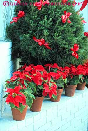 Stock Photo #6578: keywords -  celebrate celebrated celebrating celebration christmasg color colorful holiday leaf leaves plant plants poinsettia pot potted red tree vert