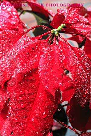 Stock Photo #6579: keywords -  celebrate celebrated celebrating celebration christmas close closeup color colorful dew drop drops holiday leaf leaves macro plant plants poinsettia red up vert water