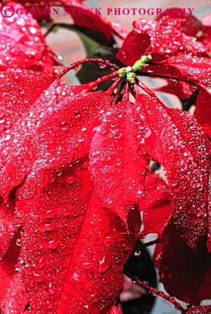 Stock Photo #6579: keywords - celebrate celebrated celebrating celebration christmas close closeup color colorful dew drop drops holiday leaf leaves macro plant plants poinsettia red up vert water