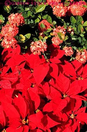 Stock Photo #6580: keywords -  celebrate celebrated celebrating celebration christmas color colorful garden holiday in leaf leaves plant plants poinsettia red vert