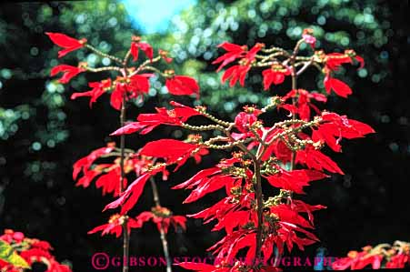 Stock Photo #6582: keywords -  celebrate celebrated celebrating celebration christmas color colorful holiday horz leaf leaves plant plants poinsettia red